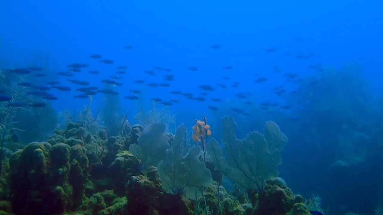 A school of fish crossing blue water above the reef